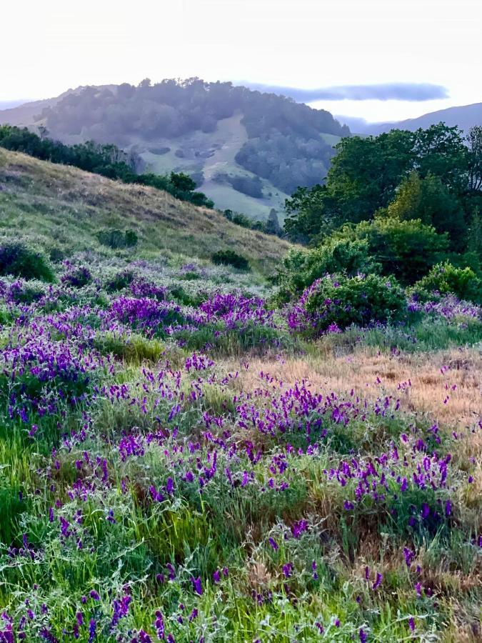 Luxury Suite With Views - San Rafael, Gateway To Sf & Wine Country Экстерьер фото